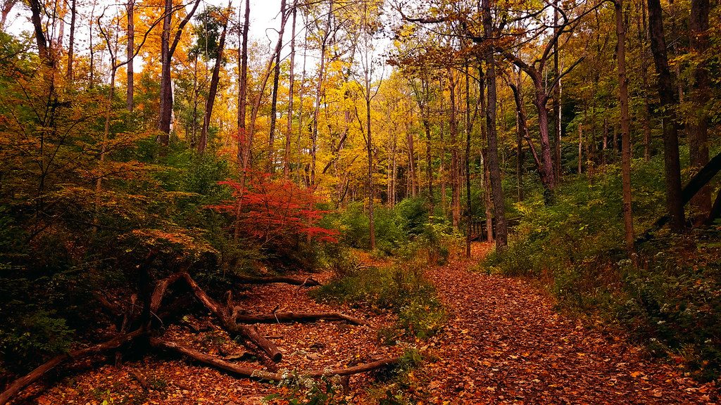 An autumn woodland trail through Mt. Airy Forest in Cincinnati. photo